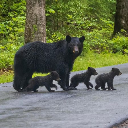 Magical Moments, Hot Tub, Wifi, 1089 Free Tickets Each Paid Day, Dollywood And More Gatlinburg Exterior foto